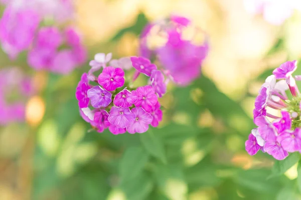 Phlox Jardim Phlox Paniculata Flores Vivas Verão Floração Ramos Flox — Fotografia de Stock