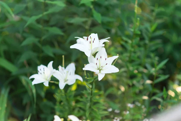 Belle Fleur Lys Sur Fond Feuilles Vertes Lily Fleurit Dans — Photo