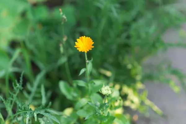 Calendula Calendula Officinalis Calendula Vaso Rubini Fiore Sfondo Verde Naturale — Foto Stock