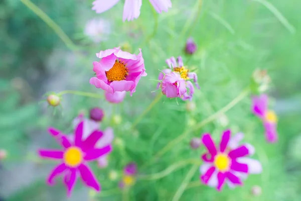 Cosmos Flores Hermosas Jardín Primer Plano Una Postal Espacio Para —  Fotos de Stock