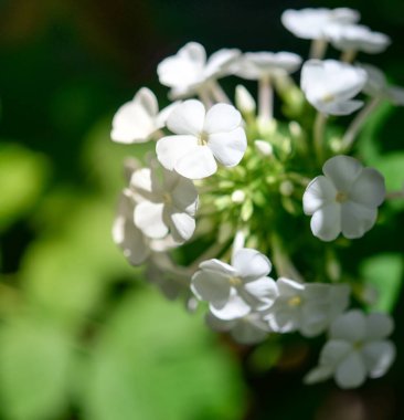 Plox (Phlox paniculata), canlı yaz çiçekleri. Güneşli bir günde bahçede çiçek açan fenomen dalları. Yumuşak bulanık seçici odak.