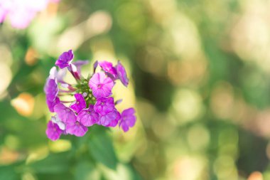 Plox (Phlox paniculata), canlı yaz çiçekleri. Güneşli bir günde bahçede çiçek açan fenomen dalları. Yumuşak bulanık seçici odak.