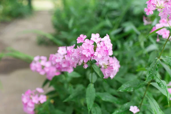 Kerti Flox Phlox Paniculata Élénk Nyári Virágok Virágzó Flox Ágak — Stock Fotó