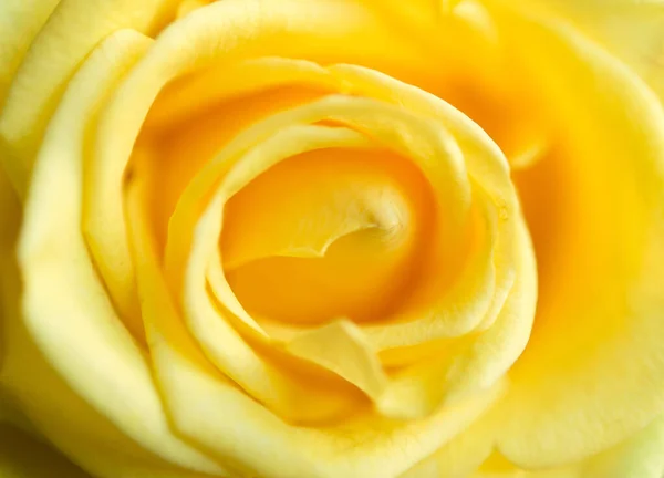 Κίτρινο Τριαντάφυλλο Close Floral Φόντο — Φωτογραφία Αρχείου