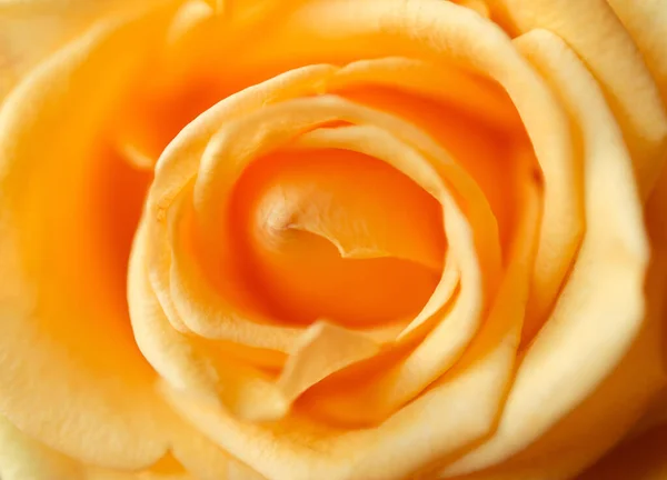 Yellow Rose Close Floral Background — Stock Photo, Image