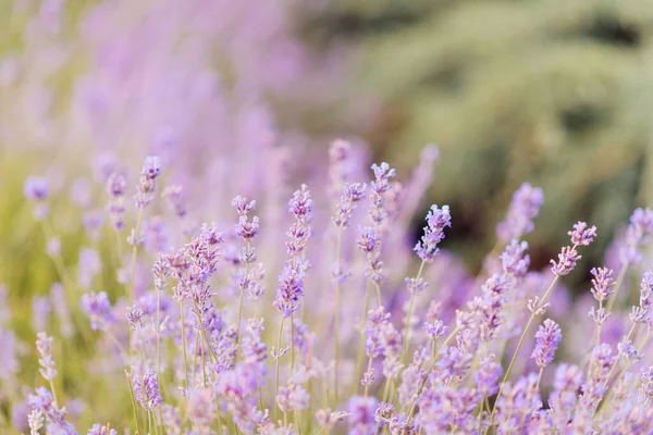 Panorama Van Lavendelveld Morgens Zomer Wazige Achtergrond Zomer Lavendel Bloemen — Stockfoto