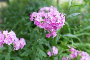 Plox (Phlox paniculata), canlı yaz çiçekleri. Güneşli bir günde bahçede çiçek açan fenomen dalları. Yumuşak bulanık seçici odak.