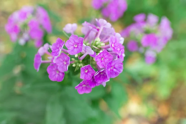 Phlox Jardim Phlox Paniculata Flores Vivas Verão Floração Ramos Flox — Fotografia de Stock