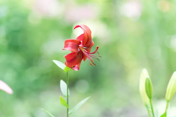 Beautiful Lily Flower Background Green Leaves Lily Flowers Garden Background — Stock Photo, Image