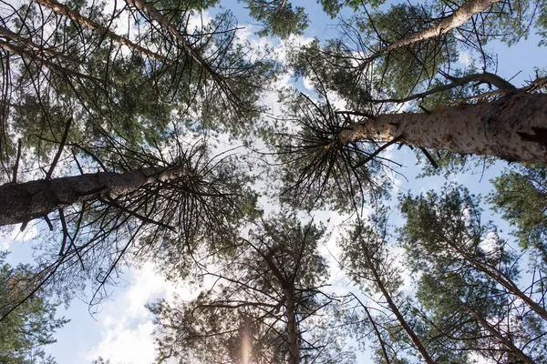 Hermoso Bosque Coníferas Fotografía Horizontal — Foto de Stock