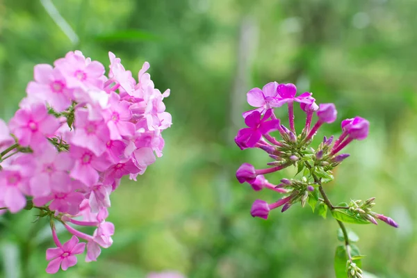 Trädgårdsflox Phlox Paniculata Levande Sommarblommor Blommande Grenar Flox Trädgården Solig — Stockfoto