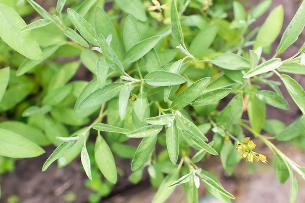 鼠尾草是花园里的一种植物 植物的绿色纹理叶子 — 图库照片