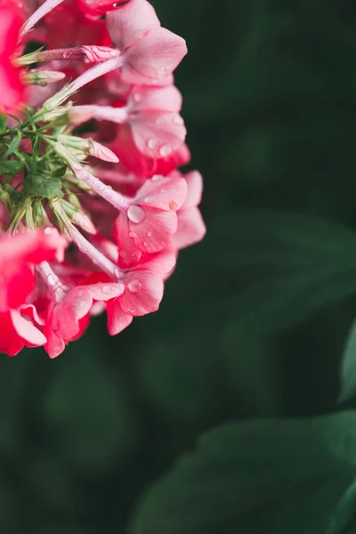 Floks Ogrodowy Phlox Paniculata Żywe Letnie Kwiaty Kwitnące Gałęzie Floksu — Zdjęcie stockowe