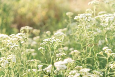 Çayırda, güneş ışığında çiçekler. Yakın plan. Seçici odaklanma. Geçmişi. Doku.