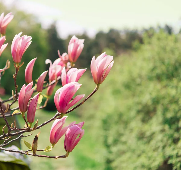 Красиве Цвітіння Сонячний День Квітуче Дерево Красива Квіткова Гілка Магнолії — стокове фото