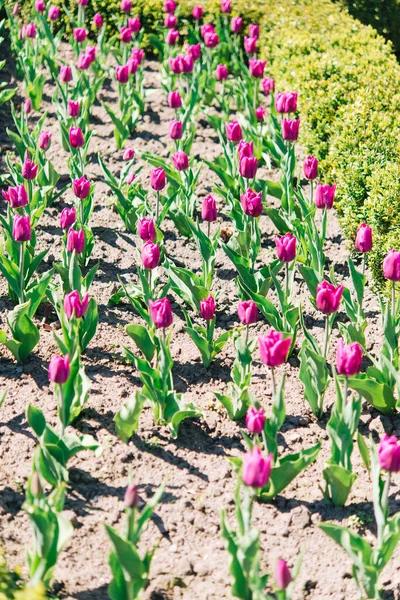 Tulipán Virágok Zöld Leveles Háttér Tulipán Területen Télen Vagy Tavasszal — Stock Fotó