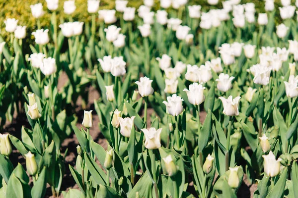 Tulipán Virágok Zöld Leveles Háttér Tulipán Területen Télen Vagy Tavasszal — Stock Fotó