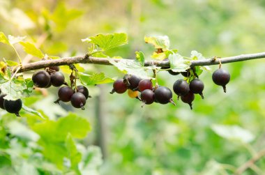 Yazın bahçedeki bir dalda siyah frenk üzümü. Bahçe meyvelerine odaklan.