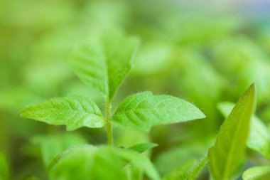 Domates tohumu yaprakları, taze yeşil filizler