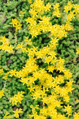 Bahçedeki sarı Sedum çiçekleri