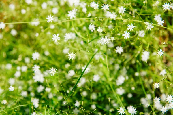 Chickweed Comune Stellaria Media Con Piccoli Fiori Bianchi — Foto Stock