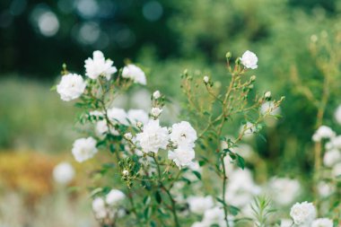 Bulanık çiçeğin arka planındaki beyaz gül çiçeği tespihte. Doğa.