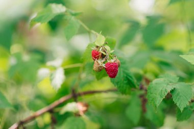 Bahçede olgun ahududu dalı. Meyve bahçesindeki bir ahududu çalısında yetişen kırmızı, tatlı meyveler..