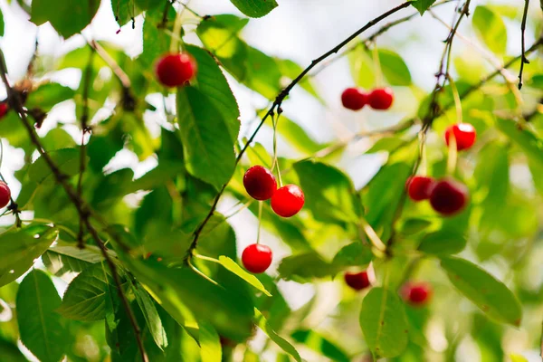 Frutos Cereja Maduros Vermelhos Árvore Jardim Vegetal Verão — Fotografia de Stock