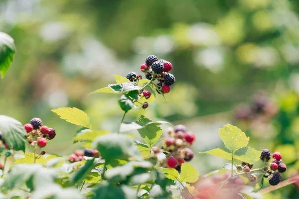 Mogna Björnbär Trädgården Kort Med Kopieringsutrymme För Text — Stockfoto