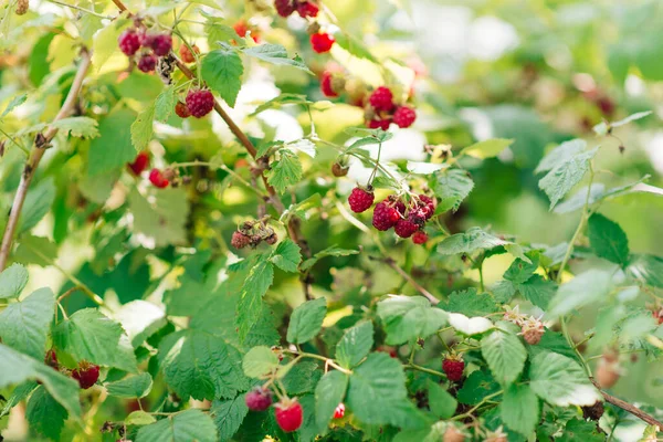 Rama Madura Frambuesa Jardín Las Bayas Rojas Dulces Crecen Arbusto — Foto de Stock