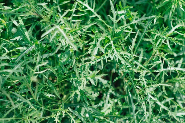 Rucola Arugula Pflanze Garten Arugulablatt Aus Nächster Nähe Blick Von — Stockfoto