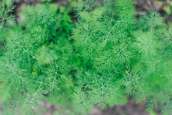 Aneth Frais Anethum Graveolens Poussant Sur Lit Légumes Herbe Annuelle — Photo