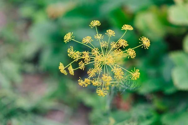 Dill Flor Pequenas Inflorescências Amarelas Fundo Terra Grama — Fotografia de Stock