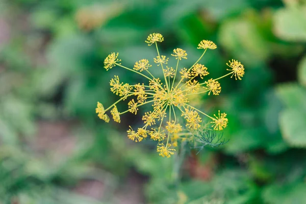 Flor Eneldo Pequeñas Inflorescencias Amarillas Sobre Fondo Tierra Hierba — Foto de Stock