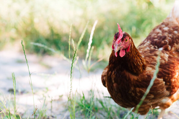 Portrait of a red hen on the grass