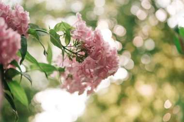 Bahçe fenomeni (Phlox paniculata), parlak yaz çiçekleri. Güneşli bir günde bahçede çiçek açan fenomen dalları. Yumuşak bulanık seçici odak.