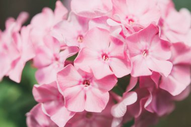 Bahçe fenomeni (Phlox paniculata), parlak yaz çiçekleri. Güneşli bir günde bahçede çiçek açan fenomen dalları. Yumuşak bulanık seçici odak.