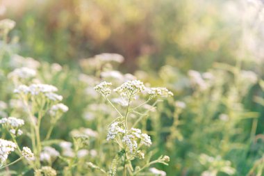 Çayırda, güneş ışığında çiçekler. Yakın plan. Seçici odaklanma. Geçmişi. Doku.
