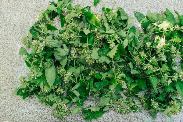 Melissa Las Flores Las Hojas Las Plantas Cortadas Preparación Secado — Foto de Stock