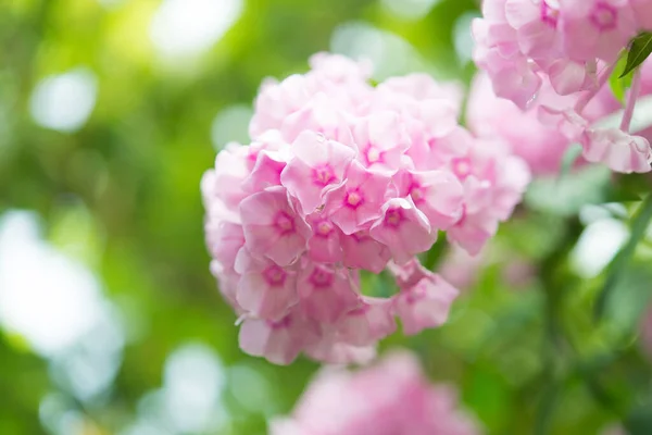 Phlox Jardim Phlox Paniculata Flores Verão Brilhantes Floração Ramos Flox — Fotografia de Stock