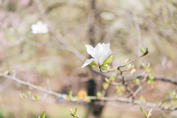 Krásné Kvetení Slunečného Dne Kvetoucí Strom Krásná Kvetoucí Větev Magnólie — Stock fotografie