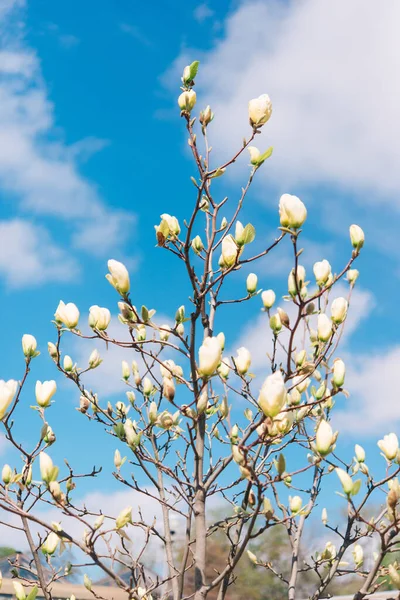 Bela Floração Dia Ensolarado Árvore Florida Belo Ramo Florido Magnólia — Fotografia de Stock