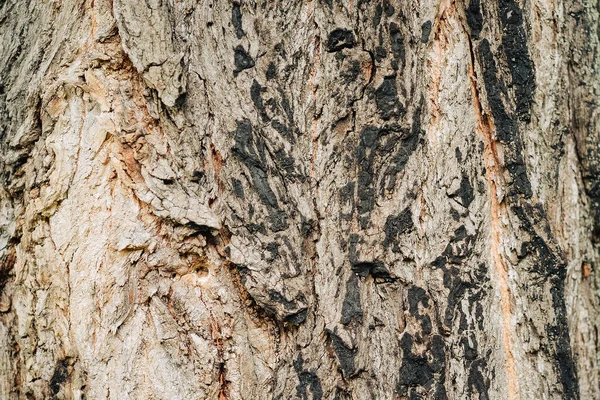 Кора Деревянной Текстуры Гранж Фон — стоковое фото
