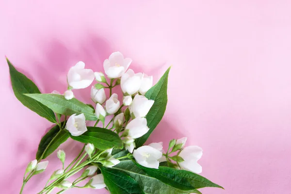 Belles Fleurs Jasmin Blanc Sur Fond Rose Pose Plate Avec — Photo