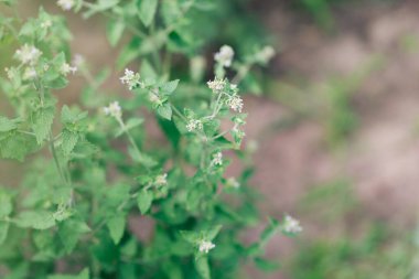 Bahçedeki küçük beyaz çiçeklerin enfeksiyonu, Melissa officinalis yeşil arka planda.