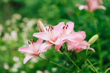 Yeşil yapraklardan oluşan bir arka planda güzel zambak çiçeği. Bahçedeki Lily çiçekleri. Burgonya tomurcuklu arka plan dokusu. Çeşit çeşit zambak kırmızısı çiçekleri olan bir çiçek resmi.