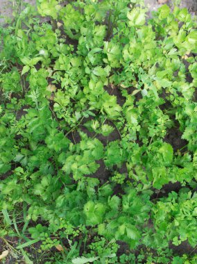 Kereviz (Apium Graveolens) - bahçede yapraklar