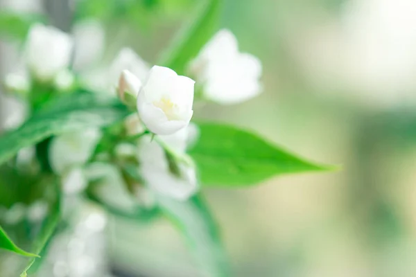 Piękne Białe Kwiaty Jaśminu Tło — Zdjęcie stockowe
