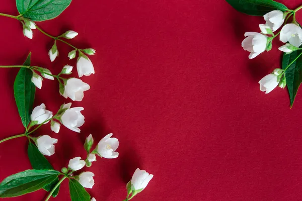Belles Fleurs Jasmin Blanc Sur Fond Rouge Pose Plate Avec — Photo