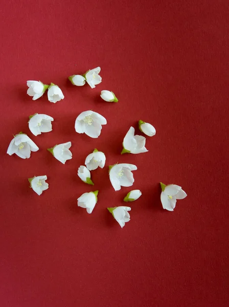 Vacker Vit Jasmin Blommor Röd Bakgrund Platt Liggplats Med Kopieringsutrymme — Stockfoto